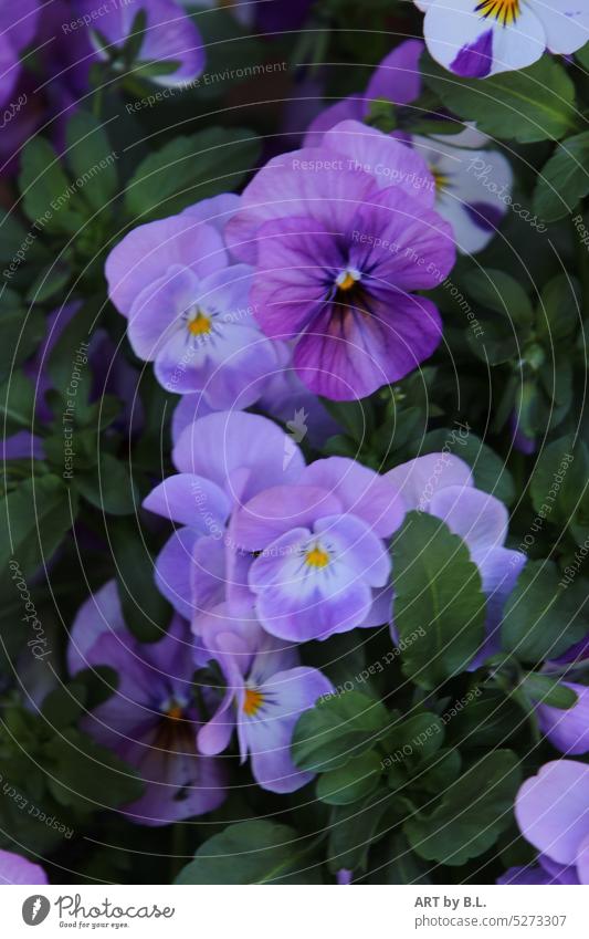 Horn violets as painted Flower Blossom Close-up Garden Horned pansy Nature Graceful floral Beauty & Beauty Wonder Delicacy Blue purple White Delicate
