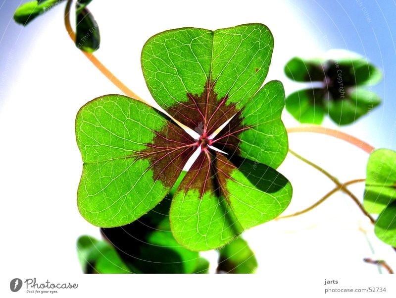 lucky clover Cloverleaf Green Flower Popular belief Hope Religion and faith Longing Four-leaved Joy Happy Plant Life jarts