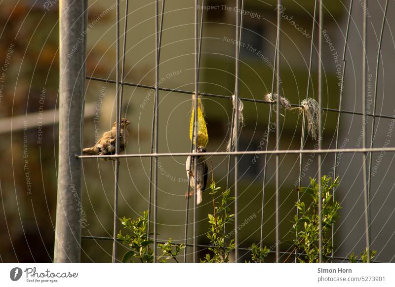 Bird feeder with birds on a construction fence Feed Hoarding Animals in the city animals Cage Niche niche existence City life urban urban nature Unnatural