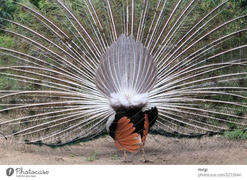 Peacock doing a wheel, back view Bird Animal Pavo cristatus Wheel Rear view feathers plumage Exceptional Colour photo Exterior shot Nature Deserted