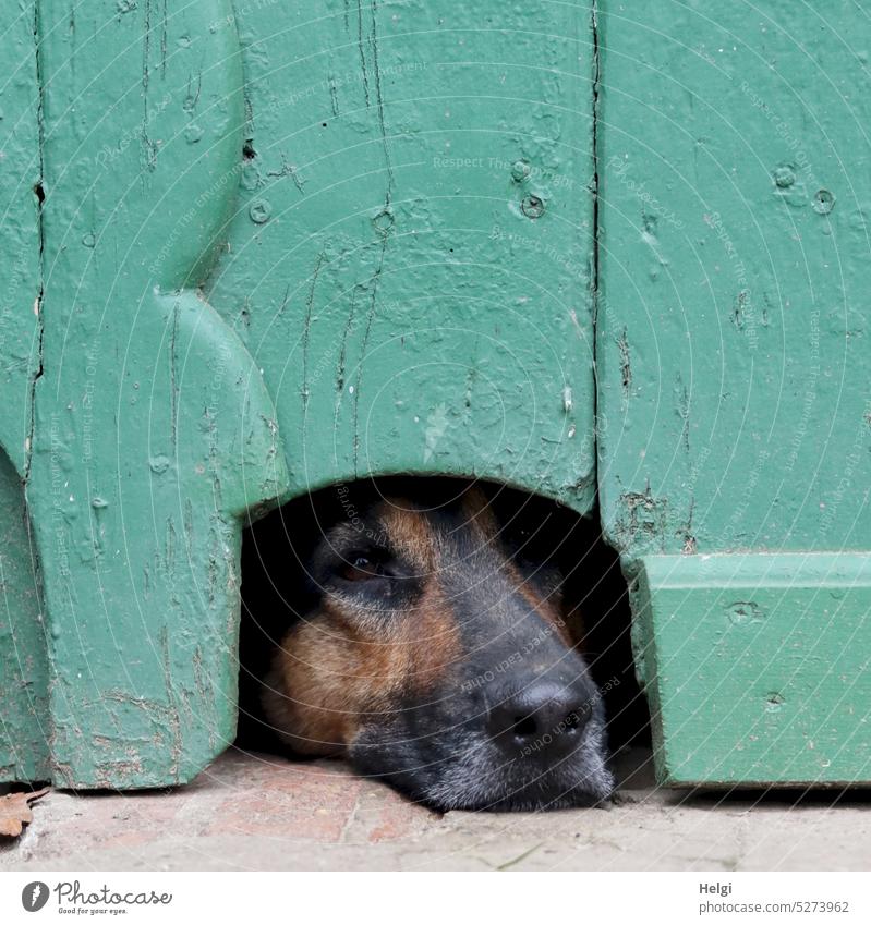 Sentry - dog lying behind a plank door and looking out of a peephole Dog Dog's snout dog's nose Eyes fur nose Wooden door Hallway door Peephole Hollow sentinel