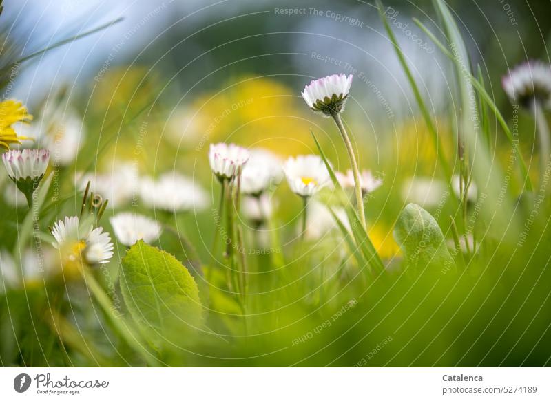 Daisies in the meadow, dandelions blooming in the background Leaf fade daylight Day Green Blue Meadow Grass Garden Flower Blossom Small blossom Plant flora