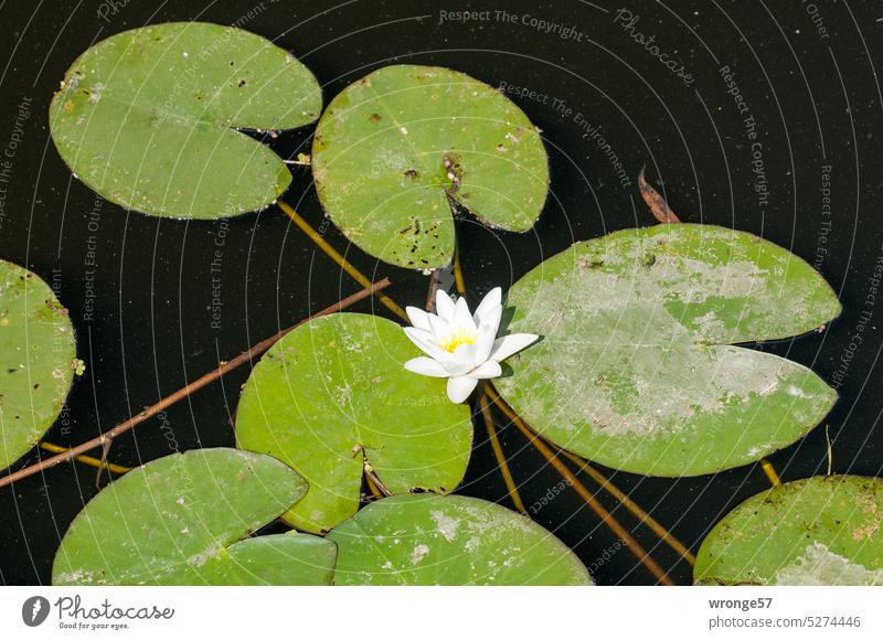 Single white flower of water lily and some leaves Blossom Nature Plant Water Lily Water lily pads River Exterior shot Deserted Summer untreated Colour photo