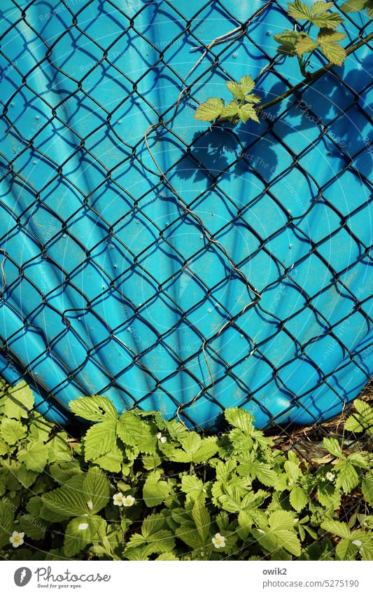 Blue Green Coalition Paddling pool Garden Design Exterior shot Deserted swimming pools Fence Wire netting fence intertwined Border sunshine Nature vine