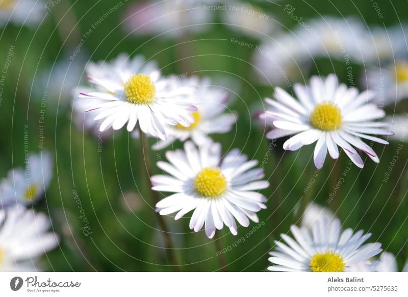 gaenseBluemchen Daisy daisy meadow Meadow Flower Spring Close-up Blossoming Colour photo Exterior shot Green White Yellow Nature Spring fever Flower meadow