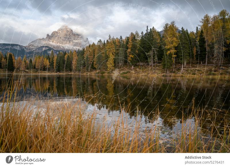 Calm lake surrounded by forest mountain landscape range highland coniferous nature ridge cloudy dolomite italy tree picturesque scenery environment scenic water