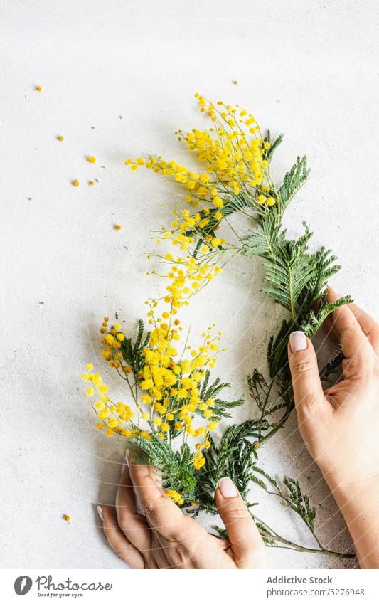 Easter card concept with yellow mimosa flowers hand aroma aromatic background colored concrete flat lay flora Acacia dealbata floral fragrant frame natural
