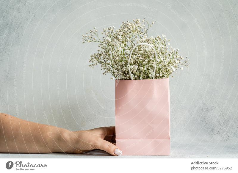 Pink paper bag and white Gypsophila hand floral Gypsophila muralis Psammophiliella annual gypsophila background bloom blossom color concrete