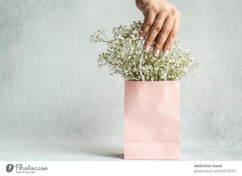 Pink paper bag and white Gypsophila hand floral Gypsophila muralis Psammophiliella annual gypsophila background bloom blossom color concrete