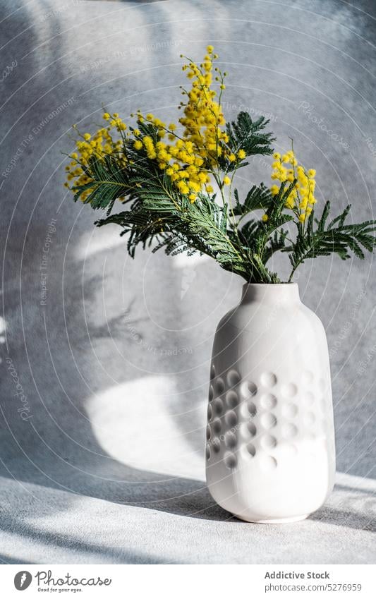 Vase with spring yellow mimosa flowers vase Acacia dealbata Easter aroma aromatic background blue wattle bouquet concrete day flora floral fragrant interior