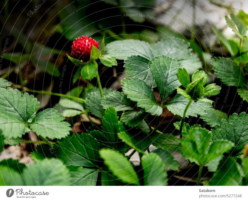 The Mock Strawberry plant for ground cover in the garden fresh green leaf nature natural season flora fruit growth wild plants environment close-up outdoor