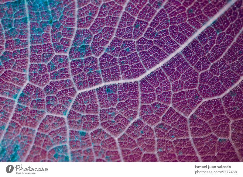red and purple leaf veins, leaves in autunm season, abstract background pattern detail macro alone isolated nature natural outdoors texture textured fresh