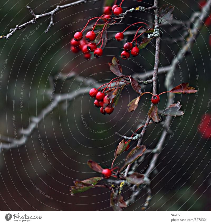 Berry twig striking and autumnal decay berry branch transient Gloomy Dark Derelict faded flowers Faded past beauty Auburn Dark gray Twig Berries Red Transience