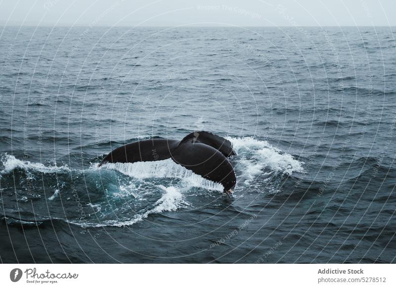 Whale tail in sea water whale swim splash wave weather marine gloomy iceland mammal power ocean huge energy animal ripple seaside climate dive big strong specie