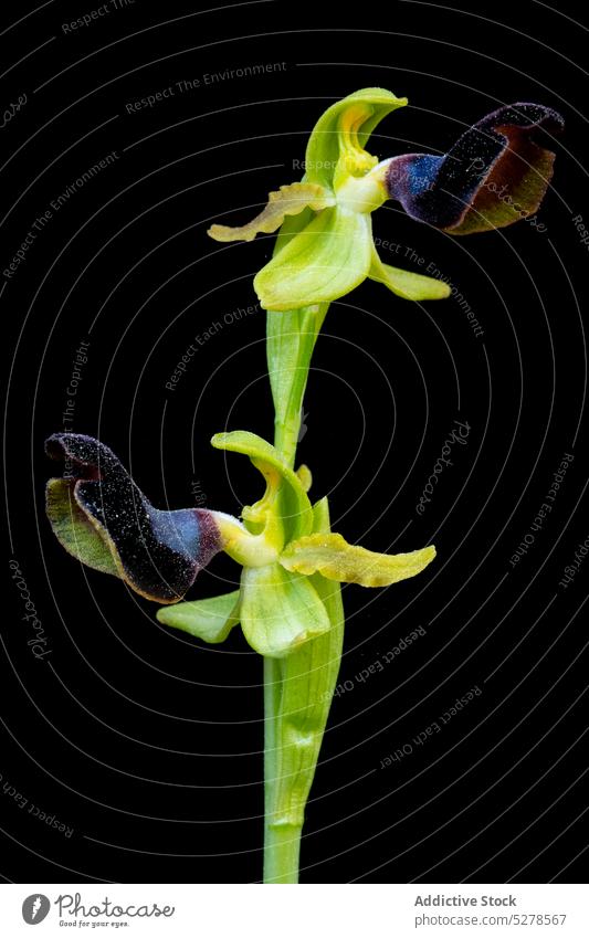 Orchid with green leaves in studio flower ophrys atlantica orchid petal bud blossom bloom perennial floral botany gentle aroma natural fragrant fresh plant