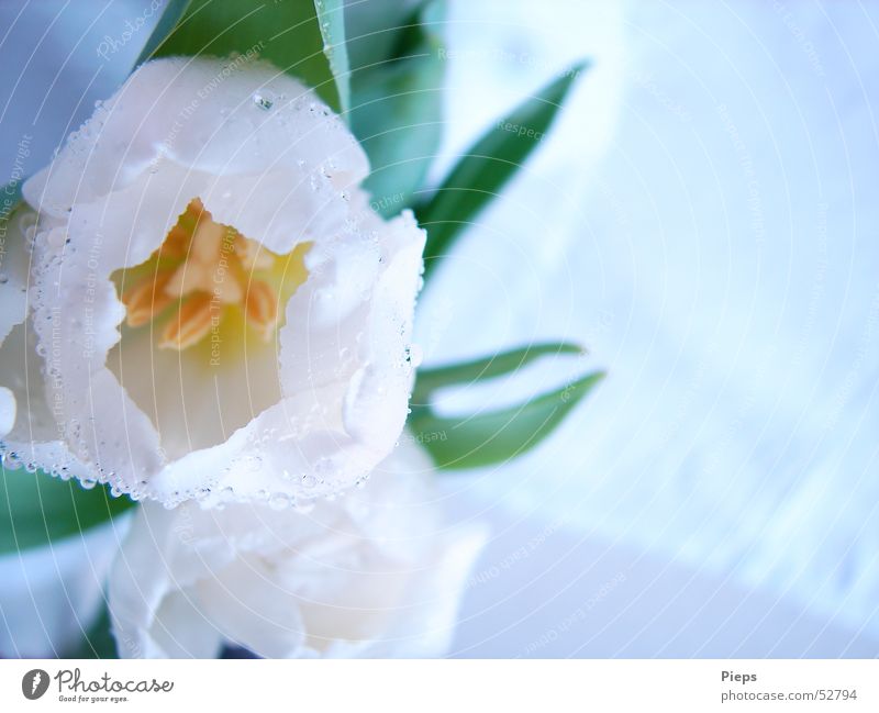 White Tulips Colour photo Interior shot Close-up Copy Space right Elegant Mother's Day Nature Drops of water Spring Flower Blossom Garden Blossoming Fresh