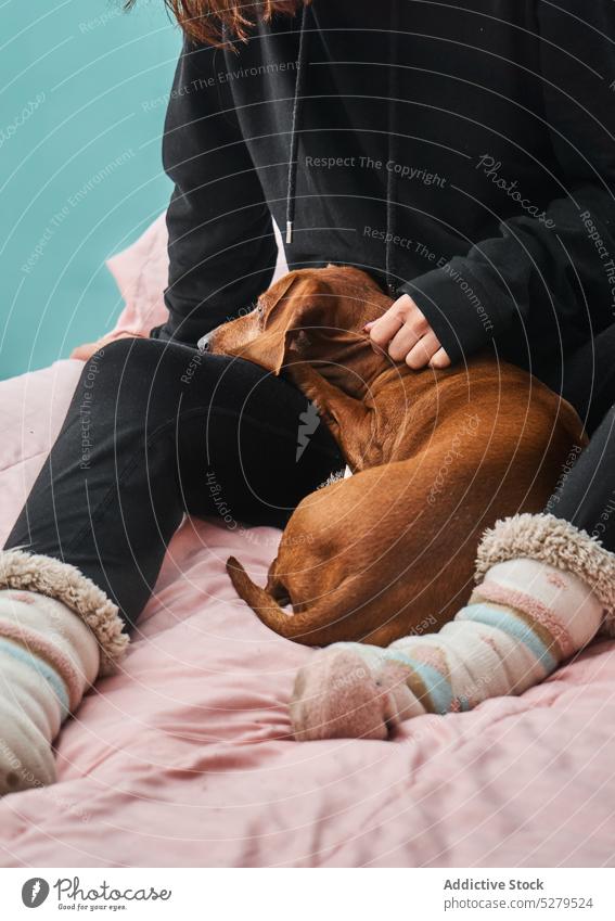 Crop owner hugging dog on bed woman embrace caress dachshund stroke cuddle enjoy daylight best friend obedient cute fauna loyal smooth domestic breed purebred
