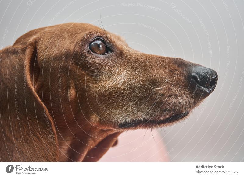 Brown Dachshund looking at camera dog dachshund fun having fun enjoy bed canine pet domestic purebred animal obedient cute fauna at home brown breed smooth