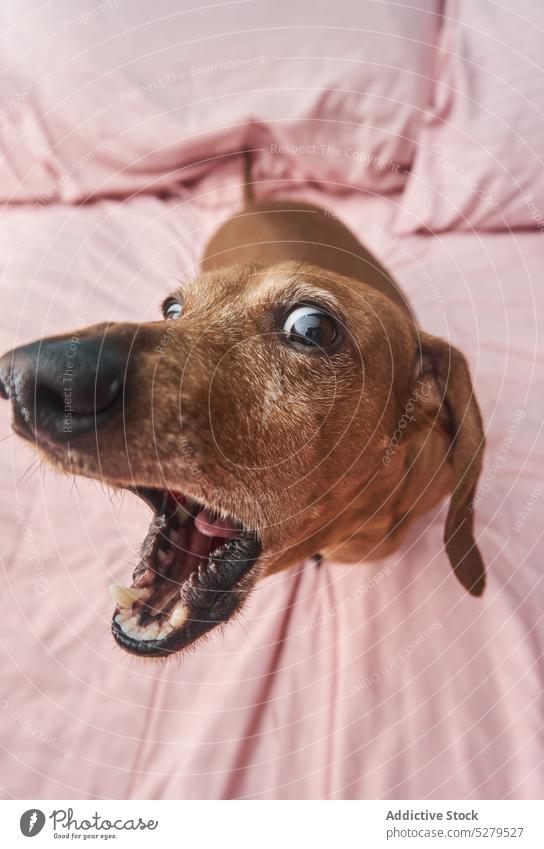Funny brown Dachshund with mouth opened dog dachshund play playful funny fooling around having fun silly enjoy bed canine pet domestic purebred animal obedient