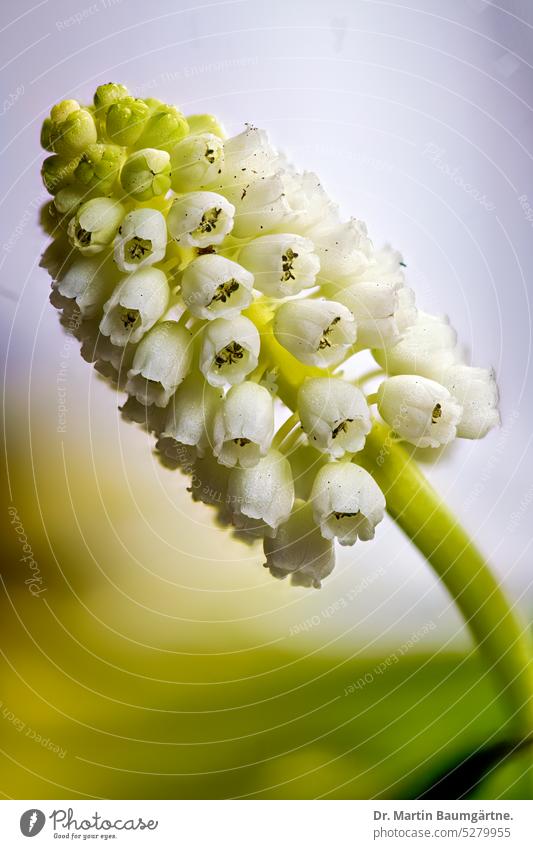 White form of Muscari armeniacum, the Armenian grape hyacinth, inflorescence. inflorescences blossom White shape spring bloomers Spring flowering plant Geophyte