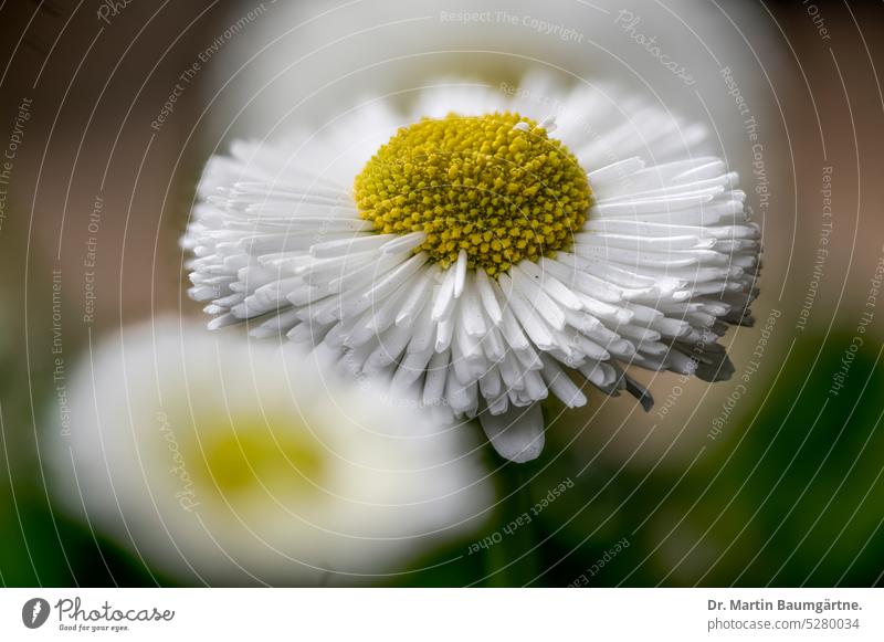 A daisy, Bellis perennis, cultivated by breeders Daisy Made to measure variety Garden form Breeding inflorescence inflorescences blossom composite asteraceae