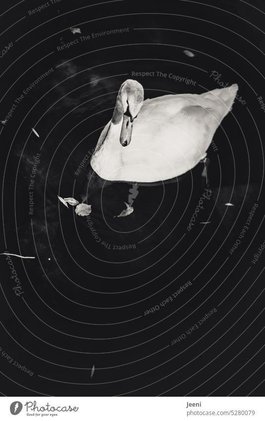 Swan 🦢 Water Mystic Silhouette Contrast romantic elegance Esthetic black-and-white Black & white photo Pride Elegant Beak pretty Animal Feather White be afloat