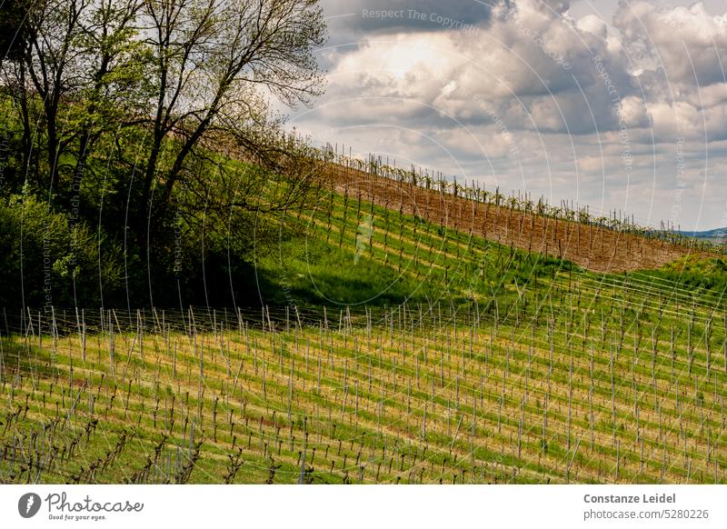Vineyard landscape in spring under cloudy sky Wine growing Spring Green Landscape Agricultural crop Plant Bunch of grapes Exterior shot Winery Grape harvest