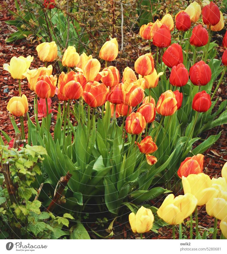 romping place tulips Spring Garden Meadow Flower meadow Multicoloured Flowerbed Tulip blossom Fresh Nature Red Green Design Ornamental plant Spring flower