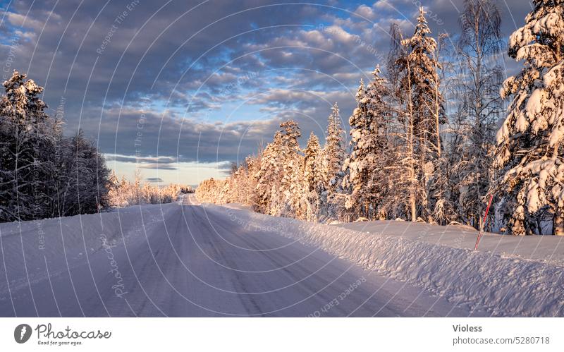 tracks | driving north II Swede Lapland Nature reserve Northern Sweden Spruce firs Winter Frost Snow Sunrise Dawn snow-covered Frozen Cold