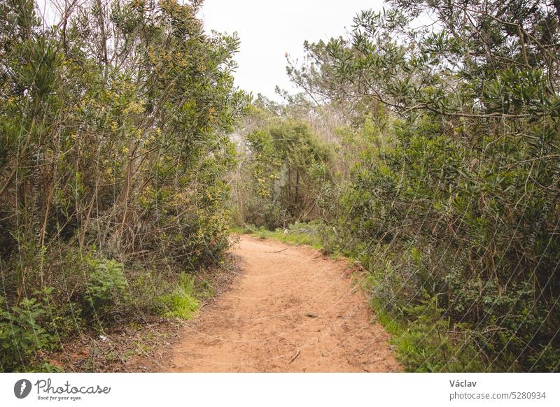 Wandering through the wild Portuguese countryside on the famous Fisherman Trail, Rota Vicentina. Lost in the dense bush woodland daytime mystery environmental