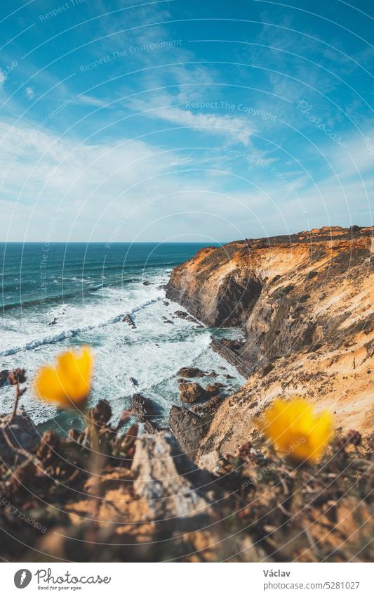 Breathtaking cliffs on the Atlantic coast. Yellow flowers soften the scene. Odemira region, western Portugal. Wandering along the Fisherman Trail, Rota Vicentina