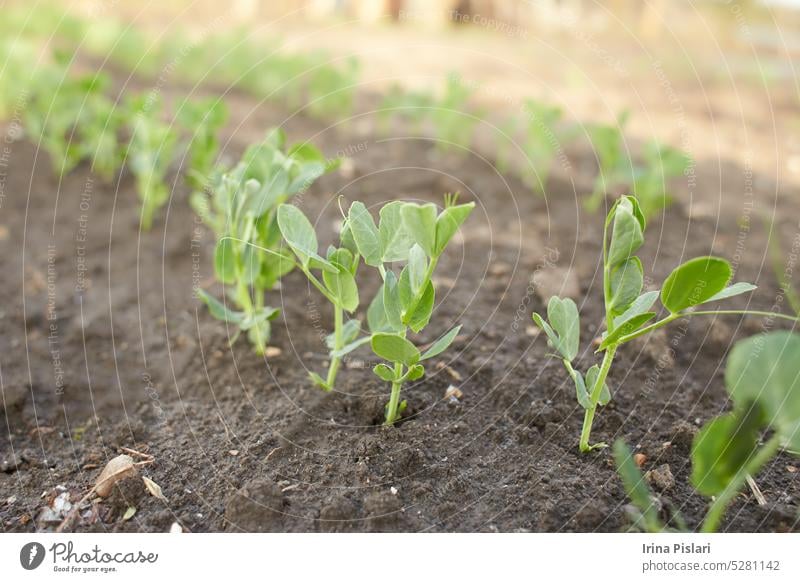 Young plant of green, vegetable peas on the soil. agriculture agro background closeup crop cultivated cultivation earth eating environment farm field food fresh