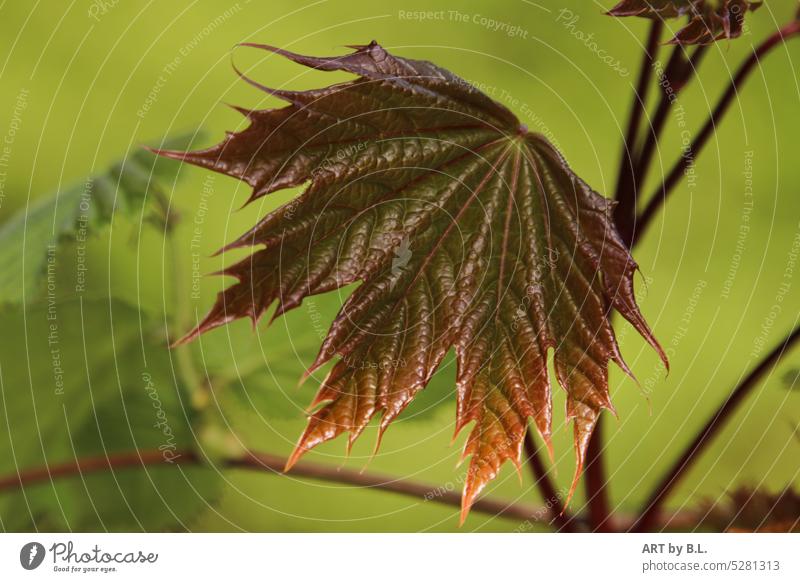 A fresh ornamental maple leaf Maple tree Nature Adornment Tree ornamental tree Leaf Maple leaf structure structures groaned Fan Maple fanned out Colour Guide