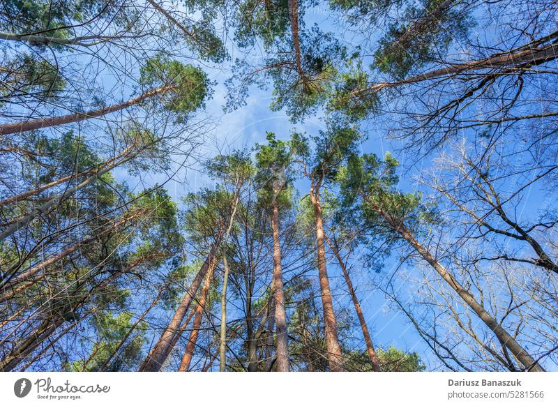 View of the tops of pine trees and the sky wood nature forest green tall blue park view high sunlight background day landscape outdoor growth trunk sunny