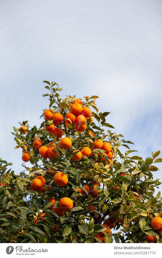 Ripe oranges on a tree branch on a sunny day with blue sky fruit ripe agriculture food healthy natural organic fresh nature sweet green harvest farm specialty