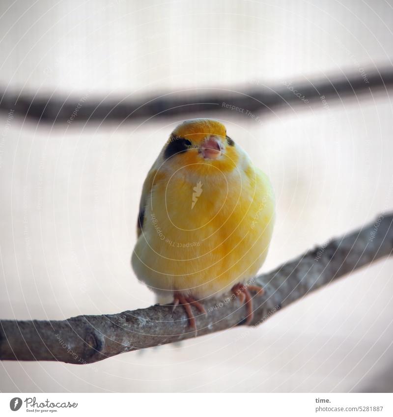 MainFux | Matz Piep Bird Canary bird pole Sit aviary Yellow Animal animal portrait plumage Beak songbird