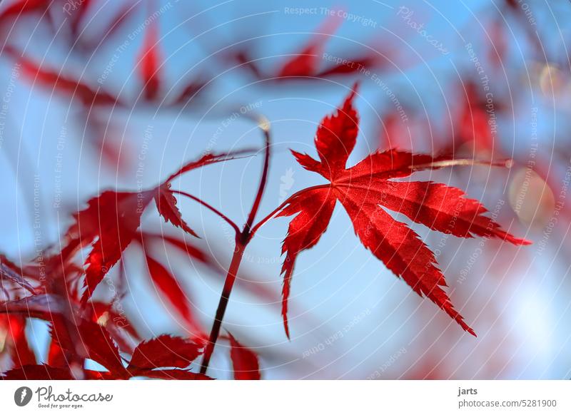 Leaf of a red fan maple to a fan maple tree in the sun Red Tree Fan maple Sun morning sun Light Shadow Spring Autumn Maple tree Nature Maple leaf Colour photo