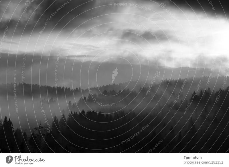 Foggy morning in the Black Forest Morning in the morning early wafts of mist Clouds Light light and dark Hill trees Nature Sky Deserted Black & white photo
