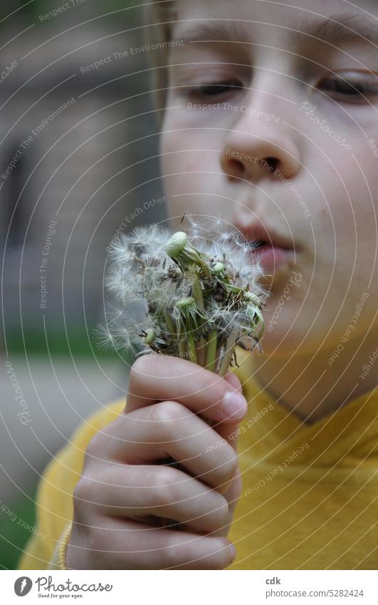Childhood & youth | blowing dandelions again | and then up and away. puff flowers Dandelion Spring Wild plant Nature Plant Ease naturally Delicate Soft White