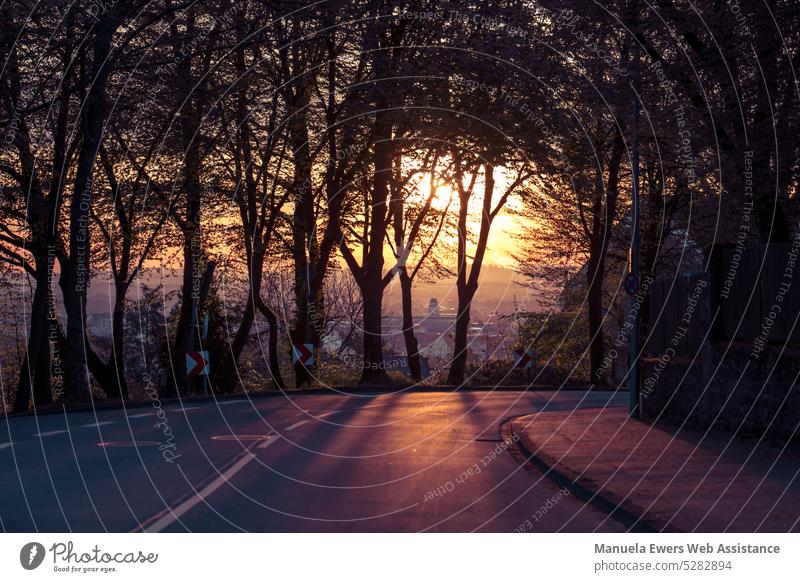 A beautiful sunrise over Bielefeld: the sun shines through the trees onto the empty street and bathes the scene in colorful light Street Curve Sunrise Transport