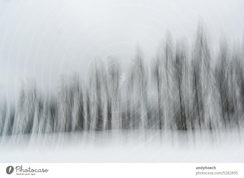 A row of snowy conifers in a winter landscape in motion blur abstract beautiful beauty black black and white blizzard blurred branch cold country day dead