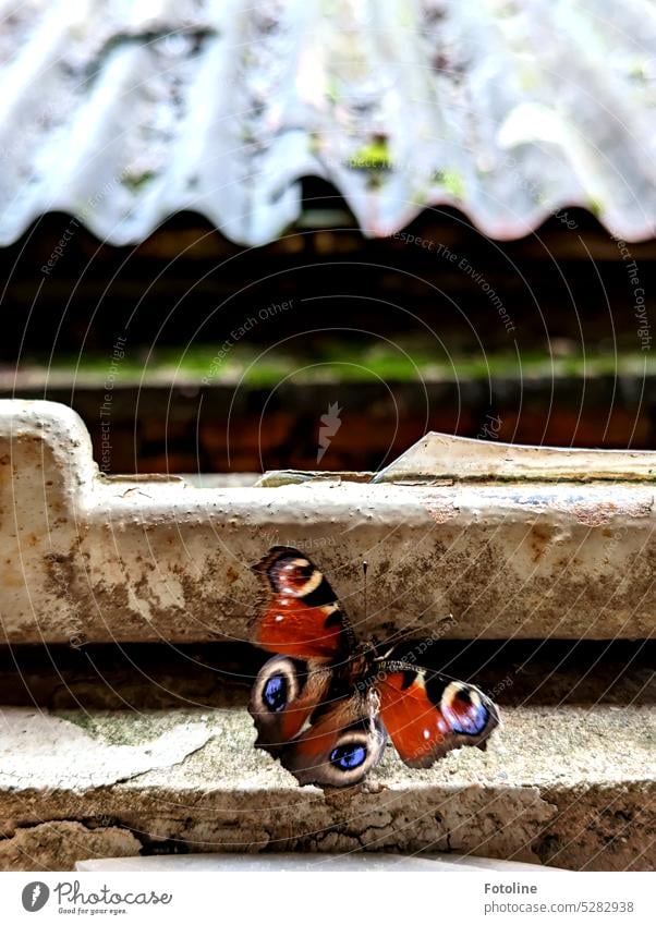 A peacock butterfly has strayed into this Lost Place and is sitting there waiting with its wings spread wide. I have released him after the photo. Butterfly