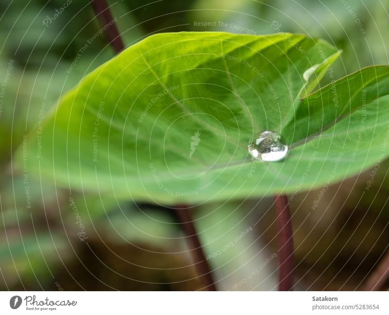 The Droplet water on the colocasia leaf nature green fresh plant outdoor natural flora drop tropical garden closeup environment freshness droplet raindrop