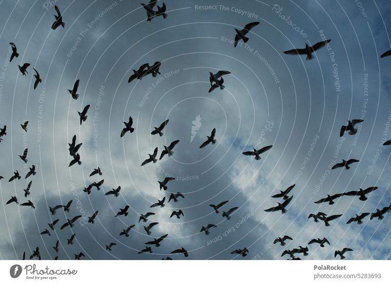 #A0# Flashback birds Many Herd quantity Flying Gull birds gulls Threat