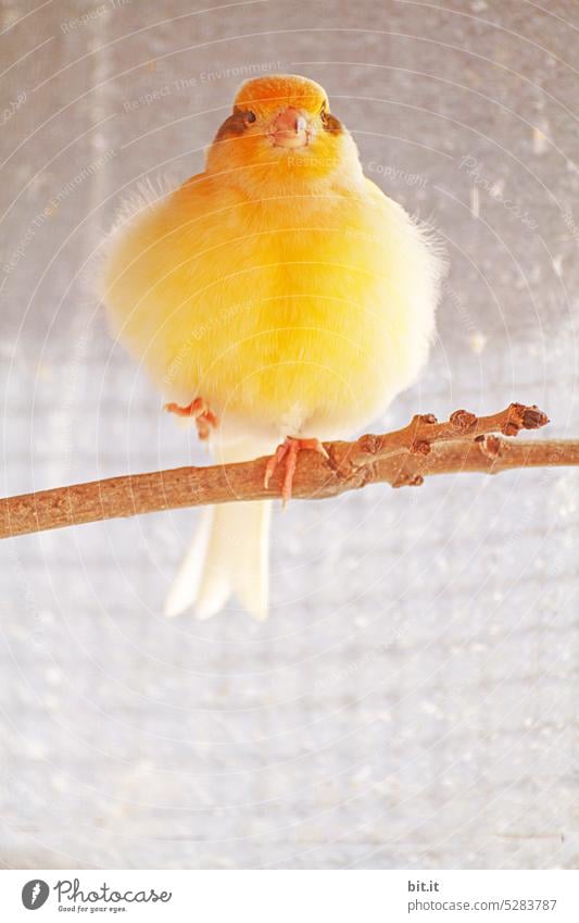 Mainfux I A bird wanted to celebrate wedding, Fiderallala...Yellow canary sitting on branch. Bird dance. Yellow bird fluffed up with funny, cute, funny posture, looking at camera. Pet in an aviary / cage. Caged, animal park.