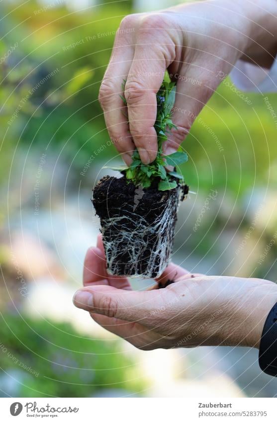Small plant with root ball is prepared by two hands for planting Plant bale implant Hand Garden Gardening do gardening plants Green Nature Gardener Growth Hope