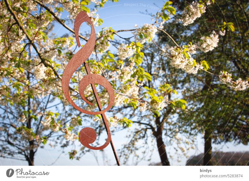 the music plays here Music Nature Cherry blossom Clef symbol Nature sounds Melody Beautiful weather harmony Inspiration Blossoming Buzz Spring Cherry tree