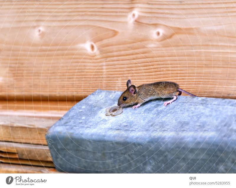 curious little forest mouse looking for food wood mouse Mouse rodent hunger Curiosity inquisitorial Search big eyes big ears Cute courageous careless cute