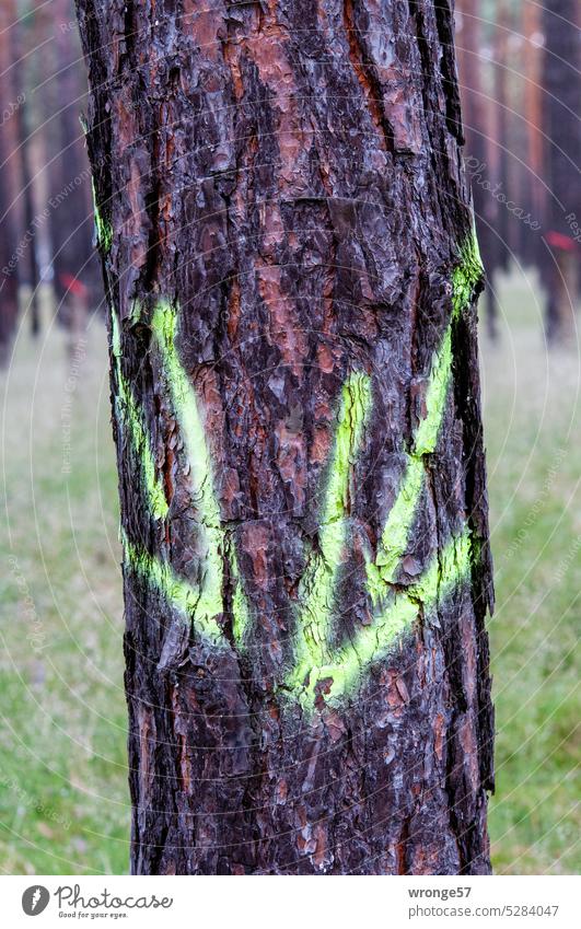 Green marker arrows on a pine trunk Tree resin production Jawbone Coniferous trees Pine trunk marked colored marking Arrow sign Marker arrows Forest Tree trunk