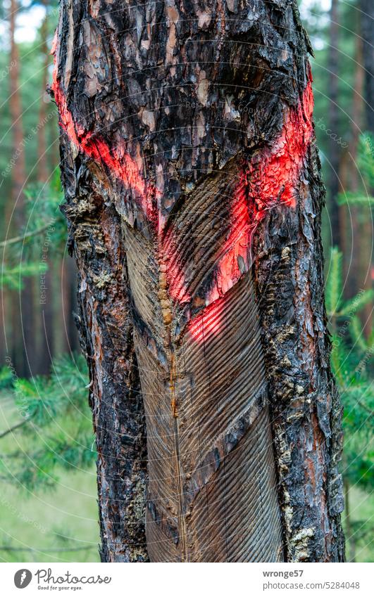 Colored marking on a pine tree used for resin extraction Tree resin production Jawbone Coniferous trees Tree trunk colored marking Pine trunk Pine resin